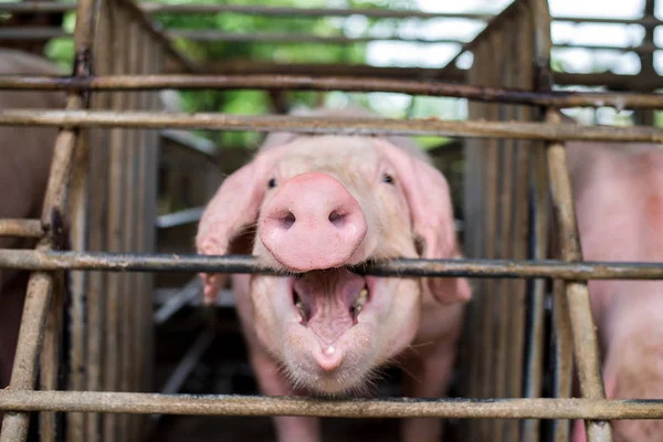 Swine at the farm. Meat industry. Pig farming to meet the growing demand for meat in thailand and international.