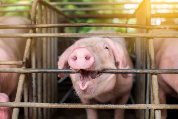 Cerdos Granja Industria Cárnica Porcicultura Para Satisfacer Creciente Demanda Carne —  Fotos de Stock