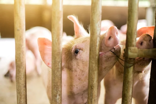 Svin Gården Köttindustrin Grisuppfödning För Att Möta Den Ökande Efterfrågan — Stockfoto