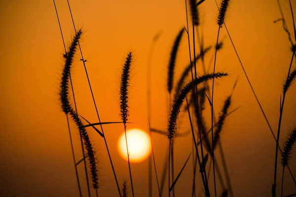 Grasblume Mit Sonnenuntergang Hintergrund — Stockfoto