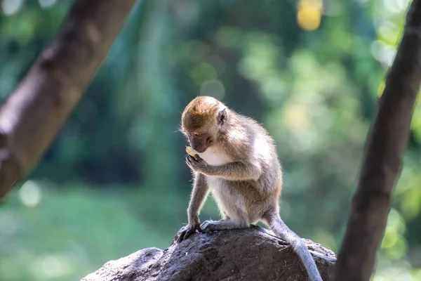 Monkey eat  at Tang Kuan Hill, Songkhla, Thailand.