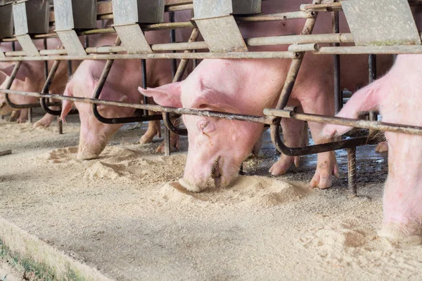 Γουρούνια Στη Φάρμα Βιομηχανία Χοίρων Εκτροφή Χοίρων Για Ανταποκριθεί Στην Royalty Free Φωτογραφίες Αρχείου