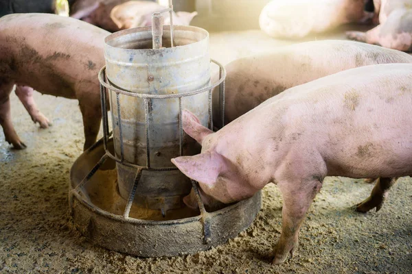 Cerdos Granja Industria Cárnica Porcicultura Para Satisfacer Creciente Demanda Carne Fotos de stock