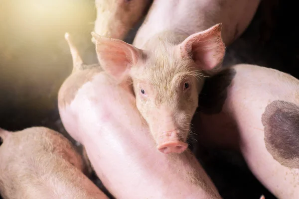 Γουρούνια Στη Φάρμα Βιομηχανία Κρέατος Εκτροφή Χοίρων Για Ανταποκριθεί Στην Φωτογραφία Αρχείου