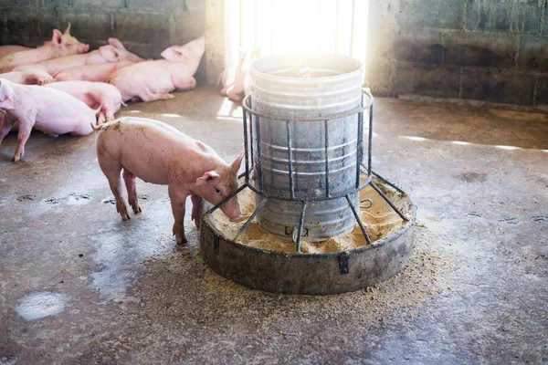Γουρούνια Στη Φάρμα Βιομηχανία Κρέατος Εκτροφή Χοίρων Για Ανταποκριθεί Στην Εικόνα Αρχείου