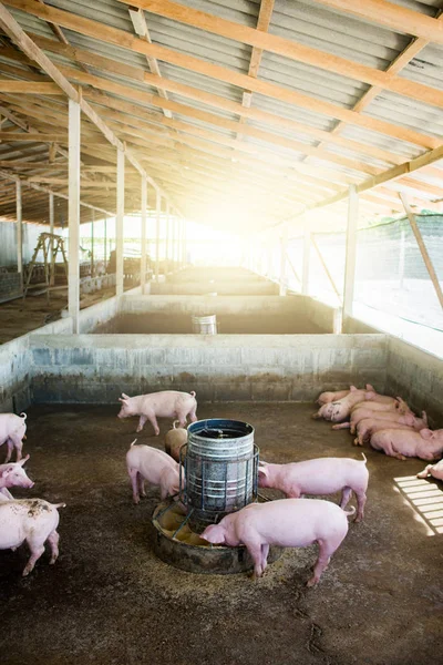 Pequeño Establo Lechones Están Comiendo Creciendo Granja Una Industria Porcina Imagen de archivo