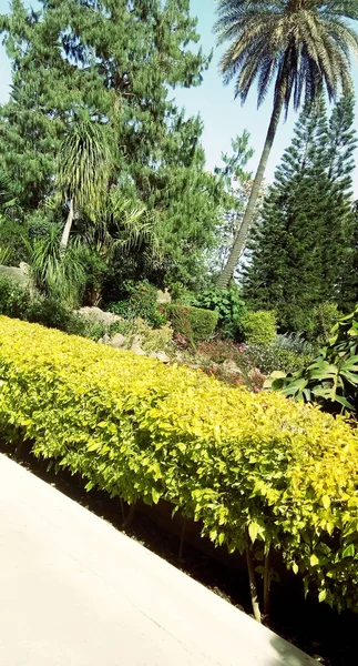 Natürlich Schönen Garten Blick — Stockfoto