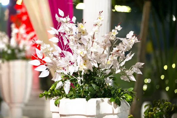 Delicado Perfumado Flores Pétalas Brancas Florescendo Com Belas Folhas Verdes — Fotografia de Stock