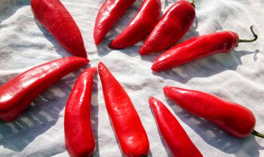 kırmızı biber biber