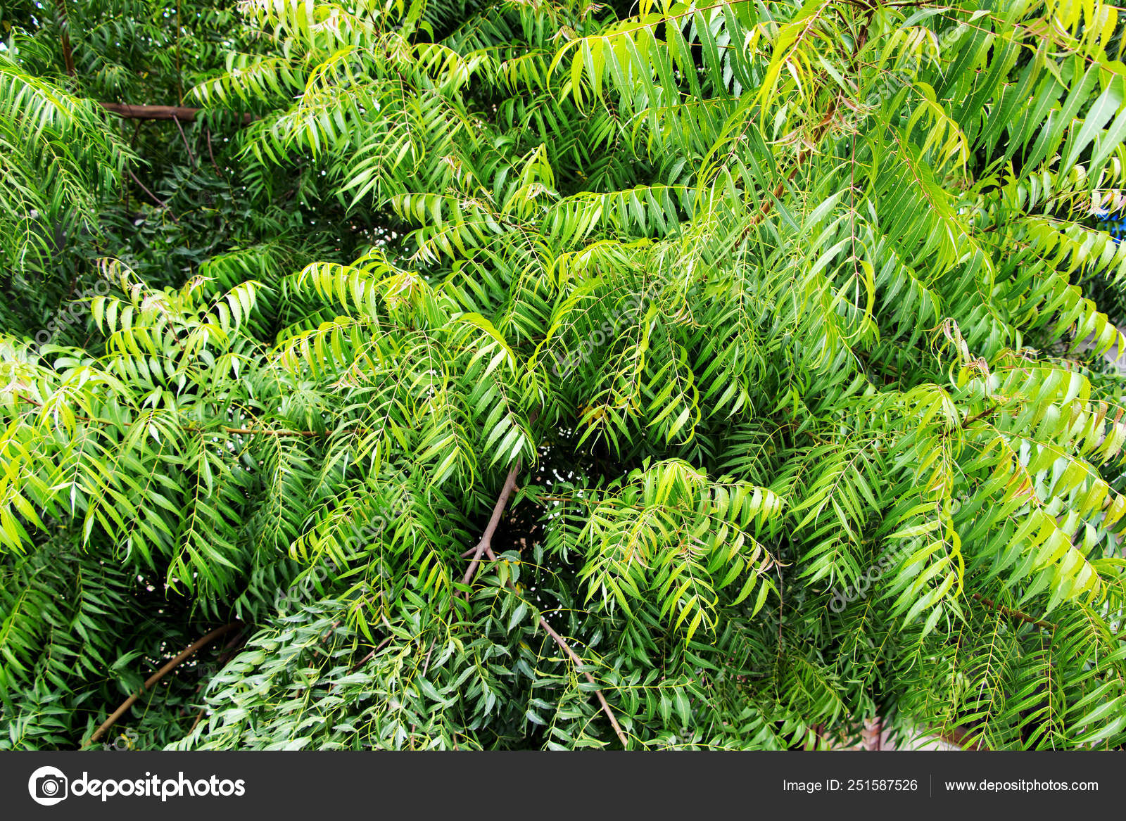 Pictures Neem Trees Neem Tree Or Azadirachta Indica With Branches And Leaves Stock Photo C Deepkcreation