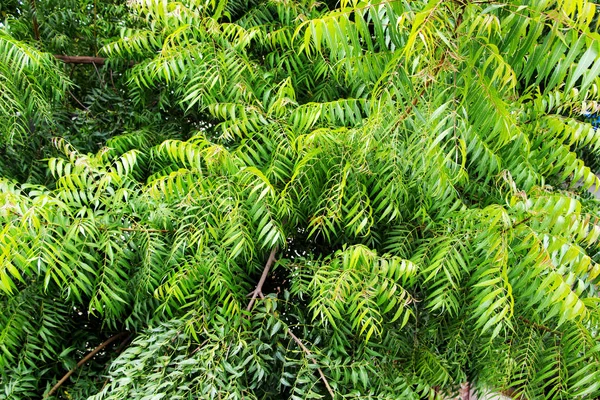 Árvore Neem ou Azadirachta indica com ramos e folhas — Fotografia de Stock
