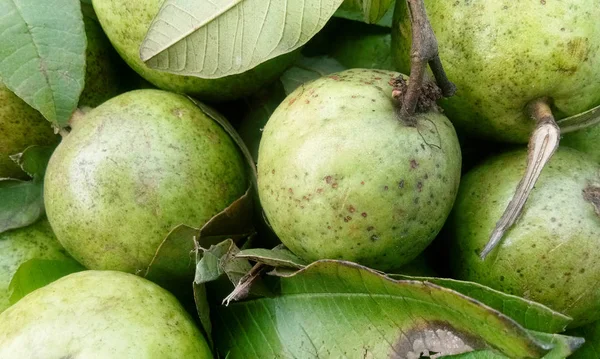 Frutta fresca di guava in vassoio di legno dopo la raccolta in azienda pronta per essere servita o venduta al mercato — Foto Stock