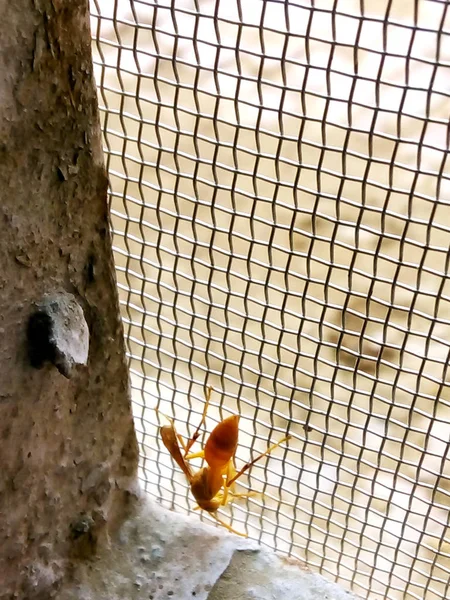 Wespe auf dem Grill - Gefahr, im Sommer eine Wespe zu verschlucken — Stockfoto