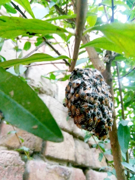 Bienen umgeben ihre Bienenstöcke auf einem Baum. — Stockfoto