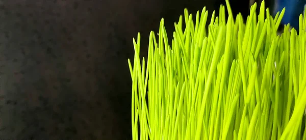 Closeup of Fresh green wheat grass plant in pot. Raw wheat grass plant for making antioxidant beverage. Young plant good for pet plant eater