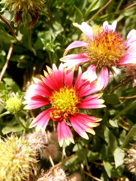 Eine Nahaufnahme Einer Schönen Rosa Blume Vor Grünem Hintergrund — Stockfoto