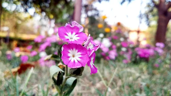 Hermoso Paisaje Primulas Púrpuras Fondo Verde —  Fotos de Stock