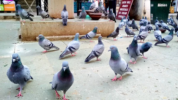 Grupo Pombos Comendo Comida Rua Amritsar Dezembro 2020 — Fotografia de Stock