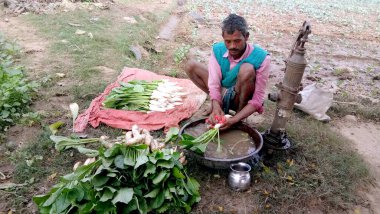Lucknow, uttar pradesh Kasım 2019: Çiftçi çiftlikte beyaz turpları suda yıkıyor.