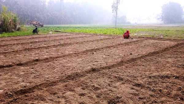 Lucknow Uttar Pradesh Noviembre 2019 Mujeres Rurales Identificadas Trabajando Campo — Foto de Stock
