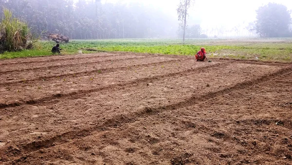 Lucknow Uttar Pradesh November 2019 Azonosítatlan Vidéki Nők Dolgoznak Terepen — Stock Fotó