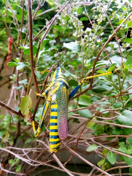 Gemalte Heuschrecke Der Natur Makro — Stockfoto