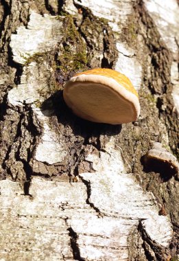 Ağaç mantar sonbahar ormanda beyaz huş ağacı üzerinde.
