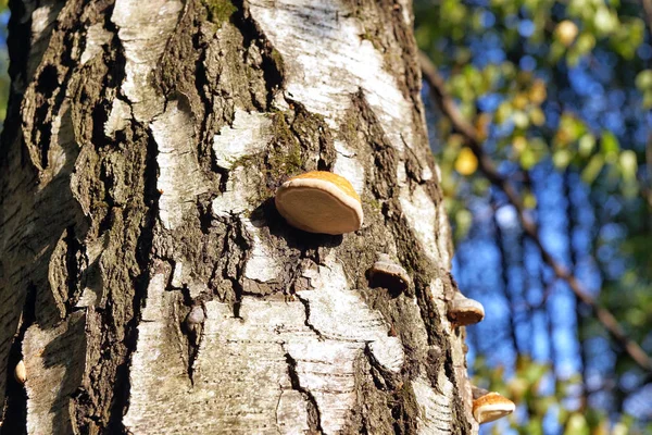 Tree Mushroom White Birch Autumn Forest — Stock Photo, Image