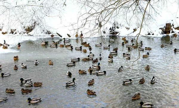 Enten Winterteich Äste — Stockfoto