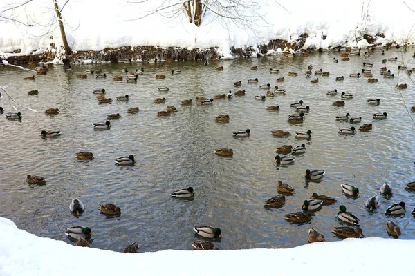 Enten Winter Teich Langsam Schwimmen — Stockfoto