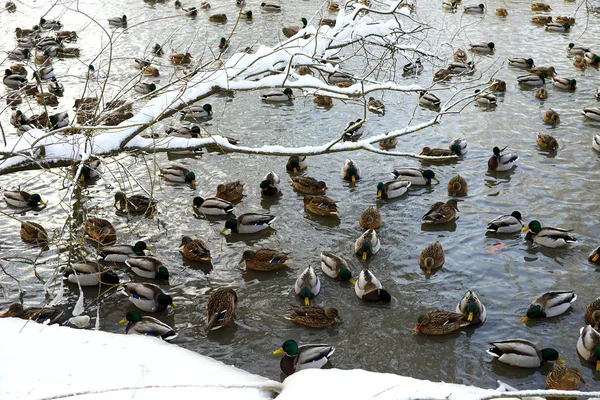 Graue Enten Schwammen Ans Ufer Schneebedeckter Teich Winter — Stockfoto