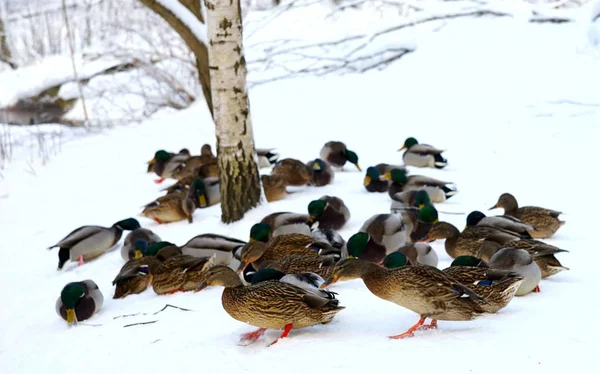 Canards Gris Sur Neige Dans Forêt Hiver — Photo