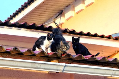 Dikkatle bakıyor çatıda üç kedi.