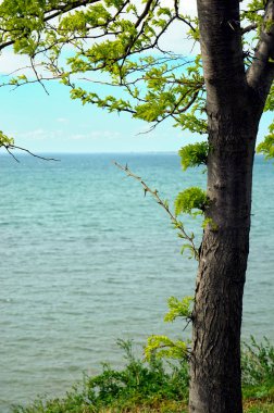 Akasya ağacı sahilde.