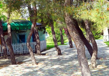 Taş döşeli yol ağaçta.