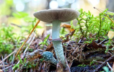 Sonbahar ormandaki yabani mantar.