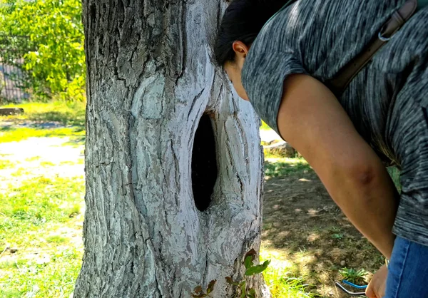 Woman Looks Hollow Tree — Stock Photo, Image