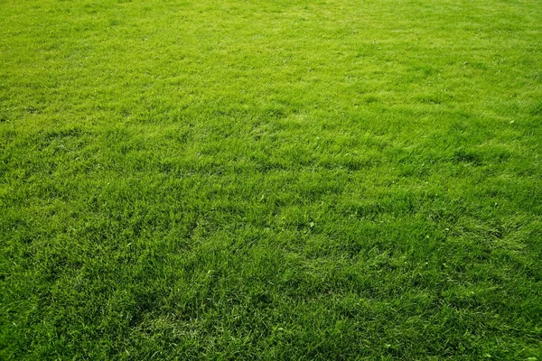 緑の草 水平の写真 — ストック写真