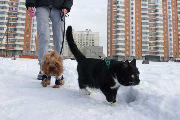 俄罗斯莫斯科 2014年1月 与一只黑猫和一只小狗一起散步 新住宅楼附近的白雪覆盖的庭院 — 图库照片