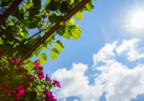 Bloemen Druivenbladeren Blauwe Hemel Zon Wolken — Stockfoto