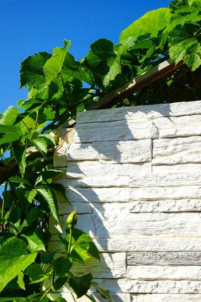 Green Leaves Grapes Blue Sky — Stock Photo, Image