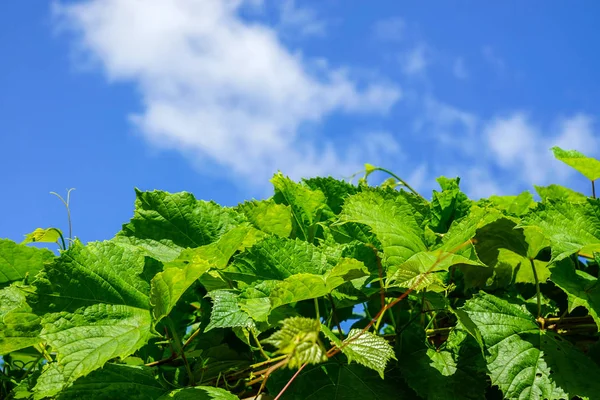Zielone Liście Winogron Błękitne Niebo Chmury — Zdjęcie stockowe