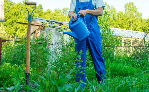 Homem Com Uma Lata Rega Relva Verde — Fotografia de Stock