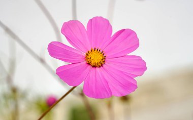 Cosmea çiçekler, parlak aydınlatma, yakın çekim.