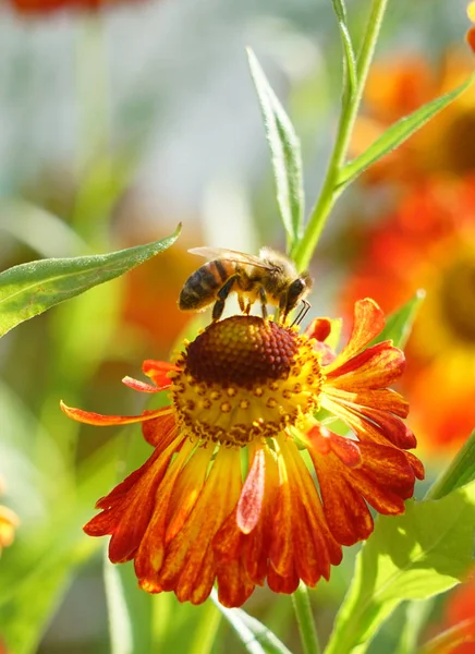 Gaillardia çiçekleri, parlak çiçek arka plan, bir çiçek üzerinde arı.