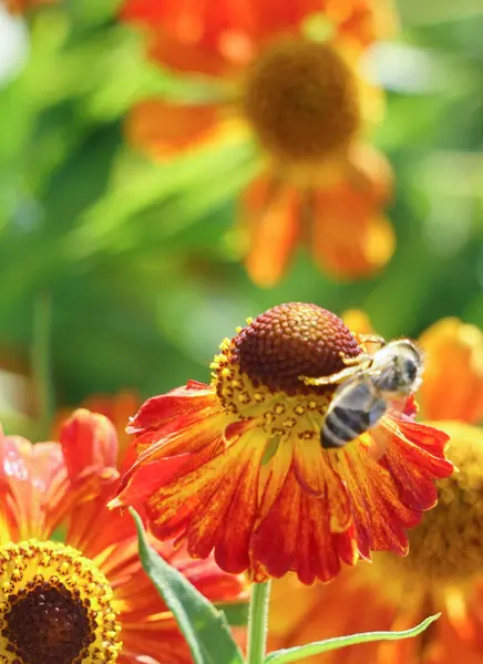 Gaillardia çiçekleri, parlak çiçek arka plan, bir çiçek üzerinde arı.