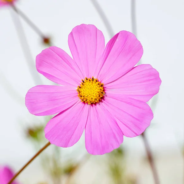 Cosmea Flores Iluminação Brilhante Close — Fotografia de Stock