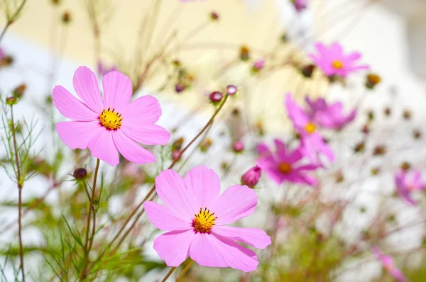 Cosmea Blommor Ljus Belysning Närbild — Stockfoto