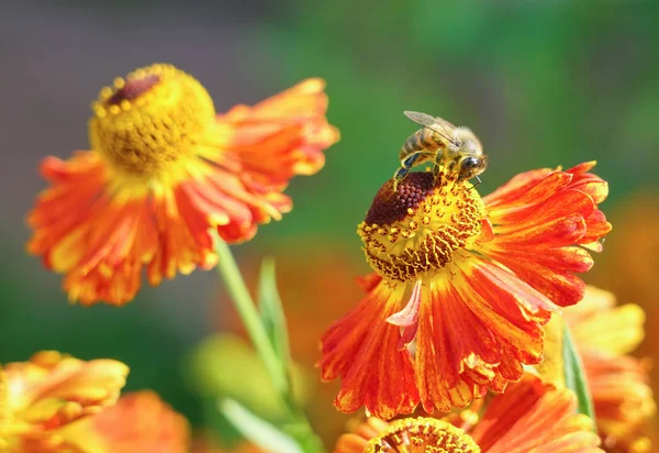 Gaillardia çiçekleri, parlak çiçek arka plan, bir çiçek üzerinde arı.
