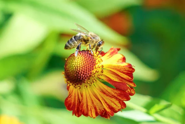 Gaillardia Blommor Ljust Blommig Bakgrund Bee Blomma — Stockfoto